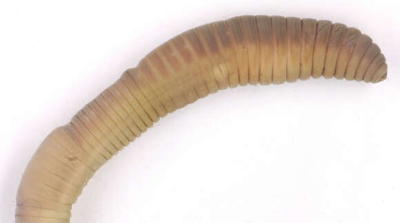 Image of Earthworm