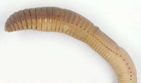 Image of Earthworm