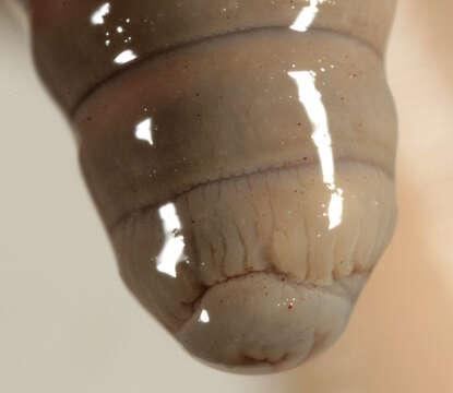 Image of Blackhead worm