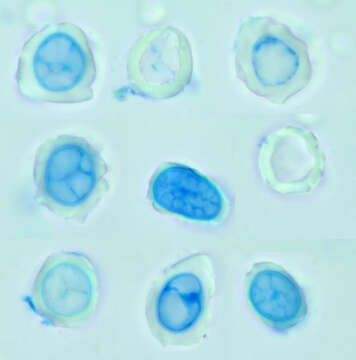 Imagem de Entyloma microsporum J. Schröt. 1874