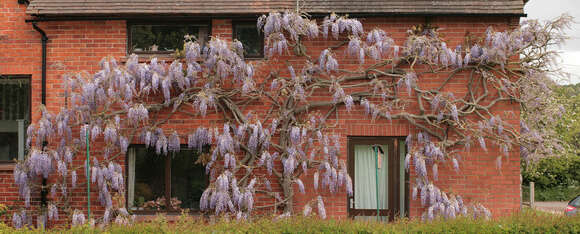 Image of Chinese wisteria