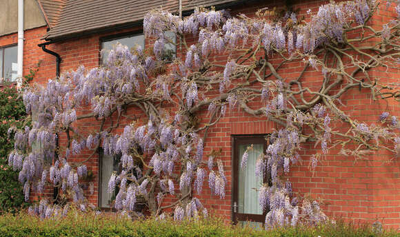 Image of Chinese wisteria