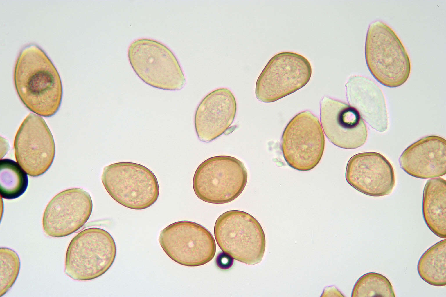 Image of Puccinia vincae (DC.) Berk. 1836