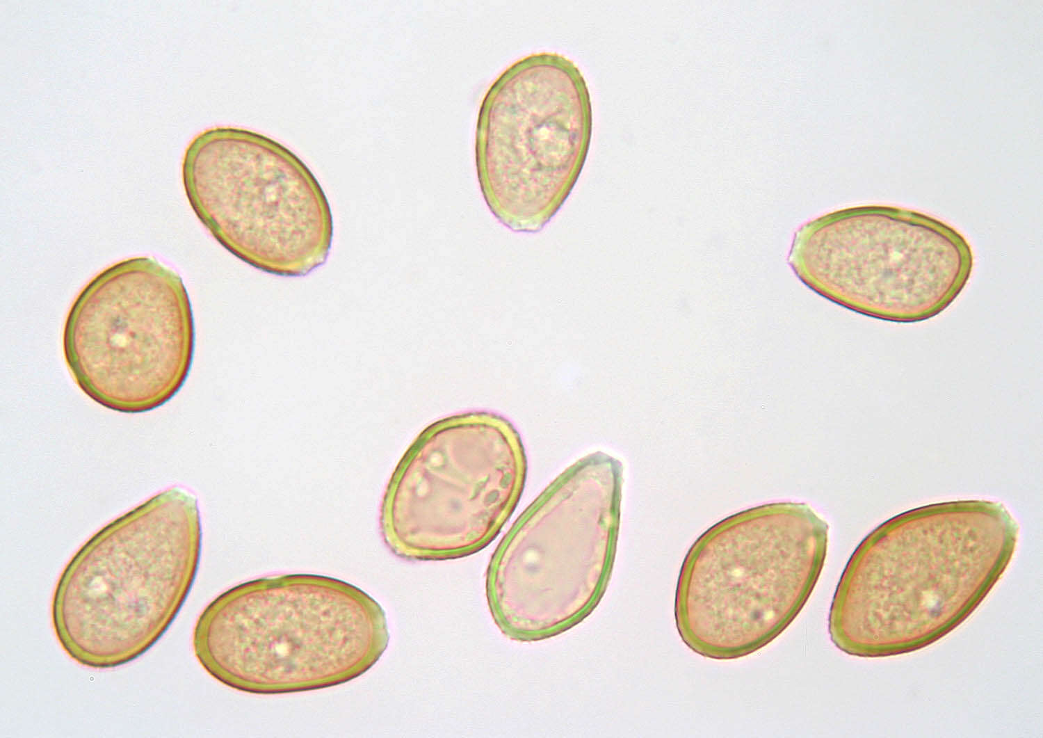 Image of Puccinia vincae (DC.) Berk. 1836