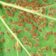 Image of Puccinia malvacearum Bertero ex Mont. 1852