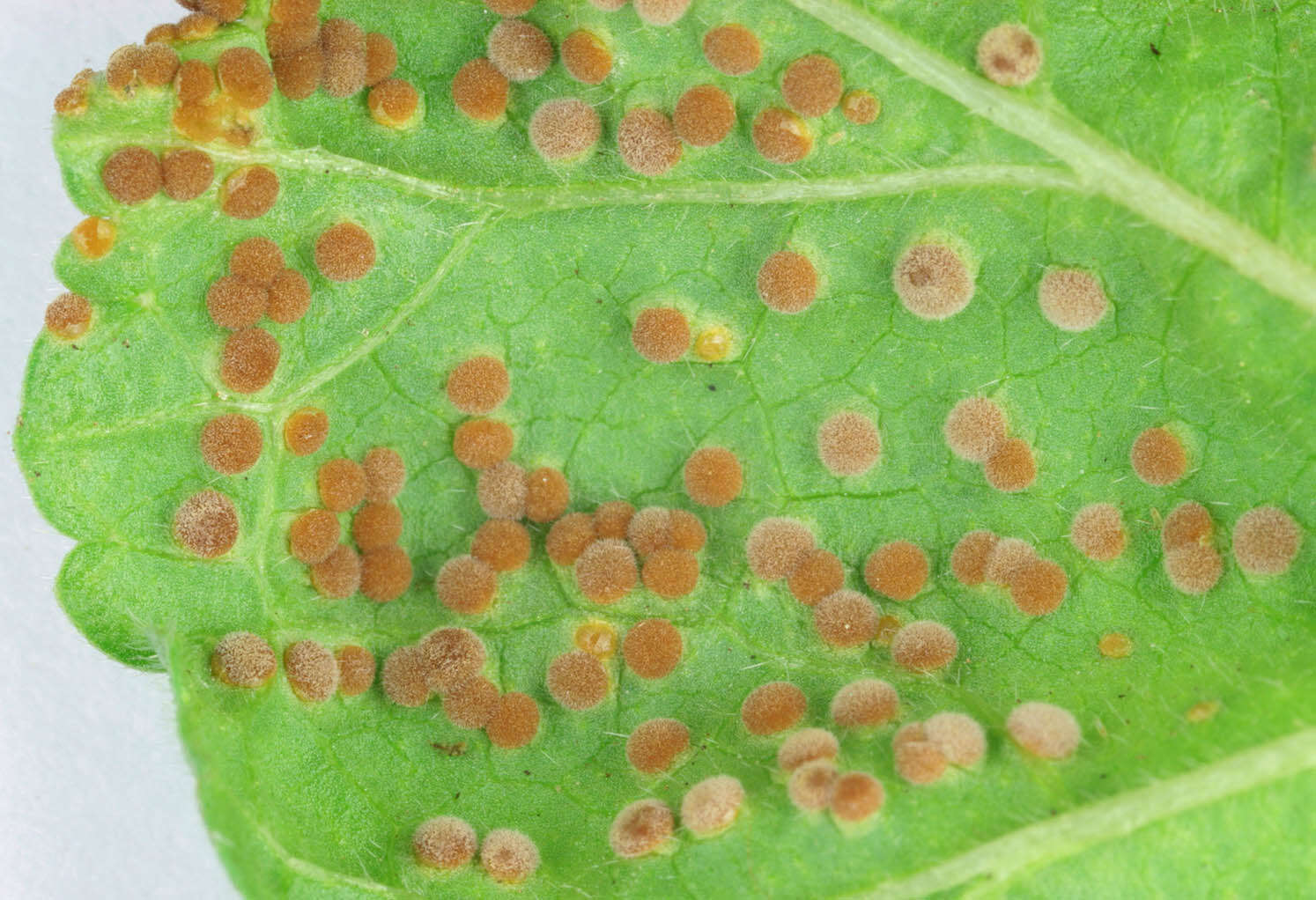 Image of Puccinia malvacearum Bertero ex Mont. 1852