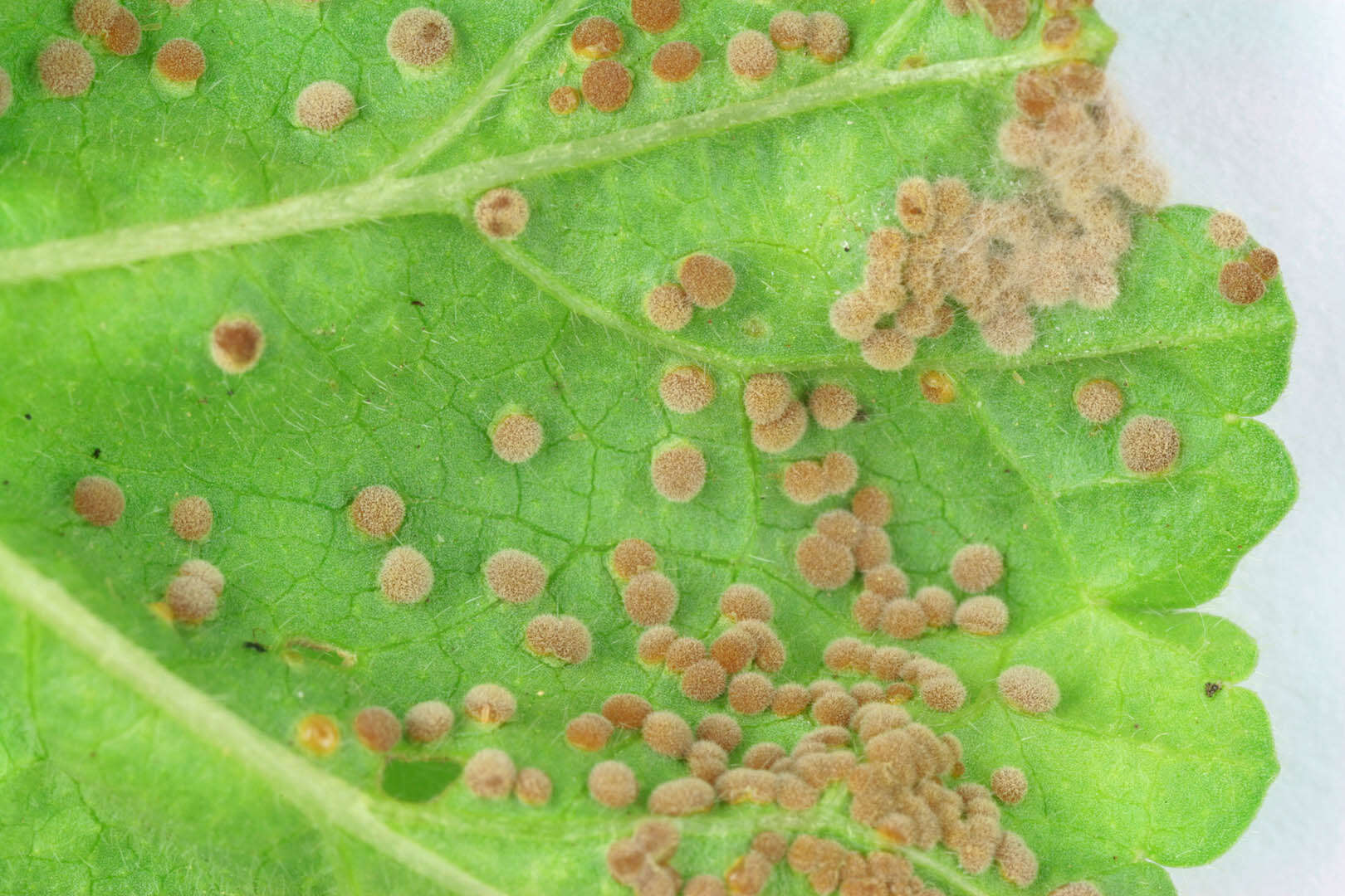 Image of Puccinia malvacearum Bertero ex Mont. 1852