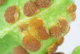 Image of Puccinia malvacearum Bertero ex Mont. 1852