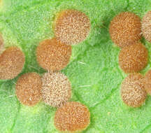 Image of Puccinia malvacearum Bertero ex Mont. 1852