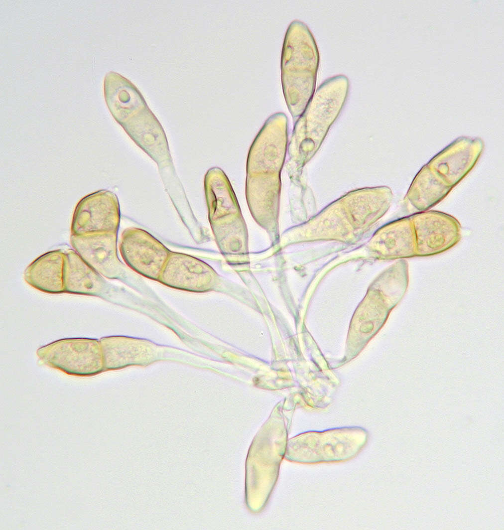 Image of Puccinia malvacearum Bertero ex Mont. 1852