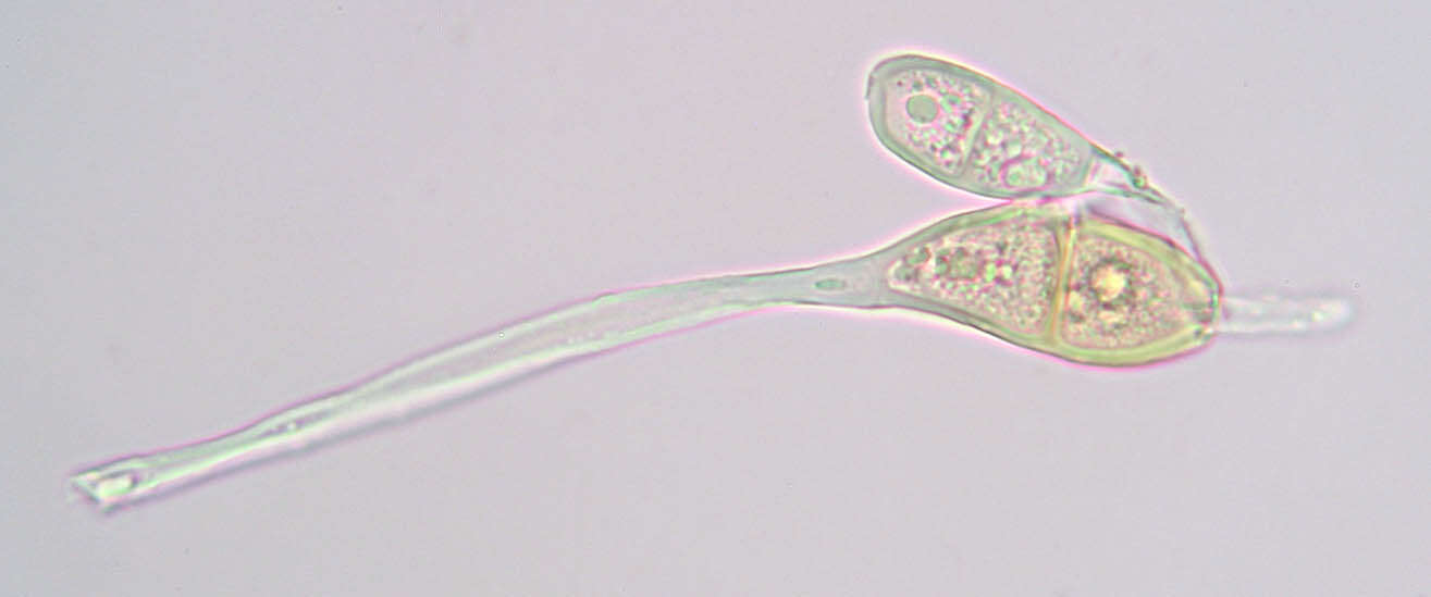 Image of Puccinia malvacearum Bertero ex Mont. 1852