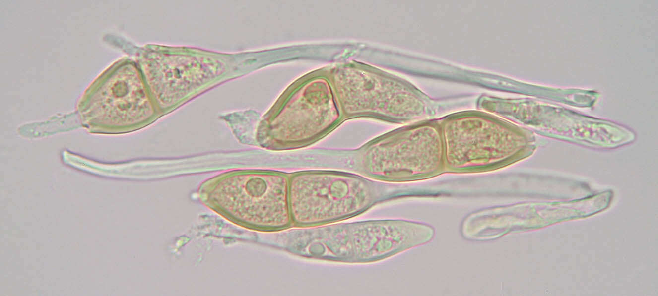 Imagem de Puccinia malvacearum Bertero ex Mont. 1852