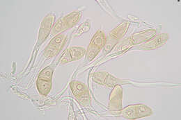 Imagem de Puccinia malvacearum Bertero ex Mont. 1852