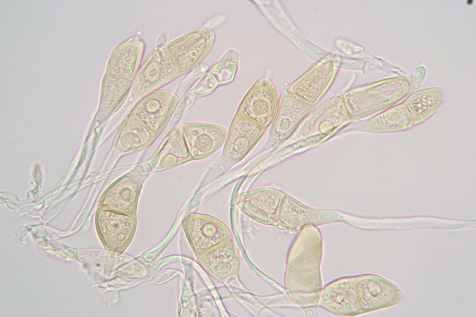 Image of Puccinia malvacearum Bertero ex Mont. 1852