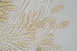 Image of Puccinia malvacearum Bertero ex Mont. 1852