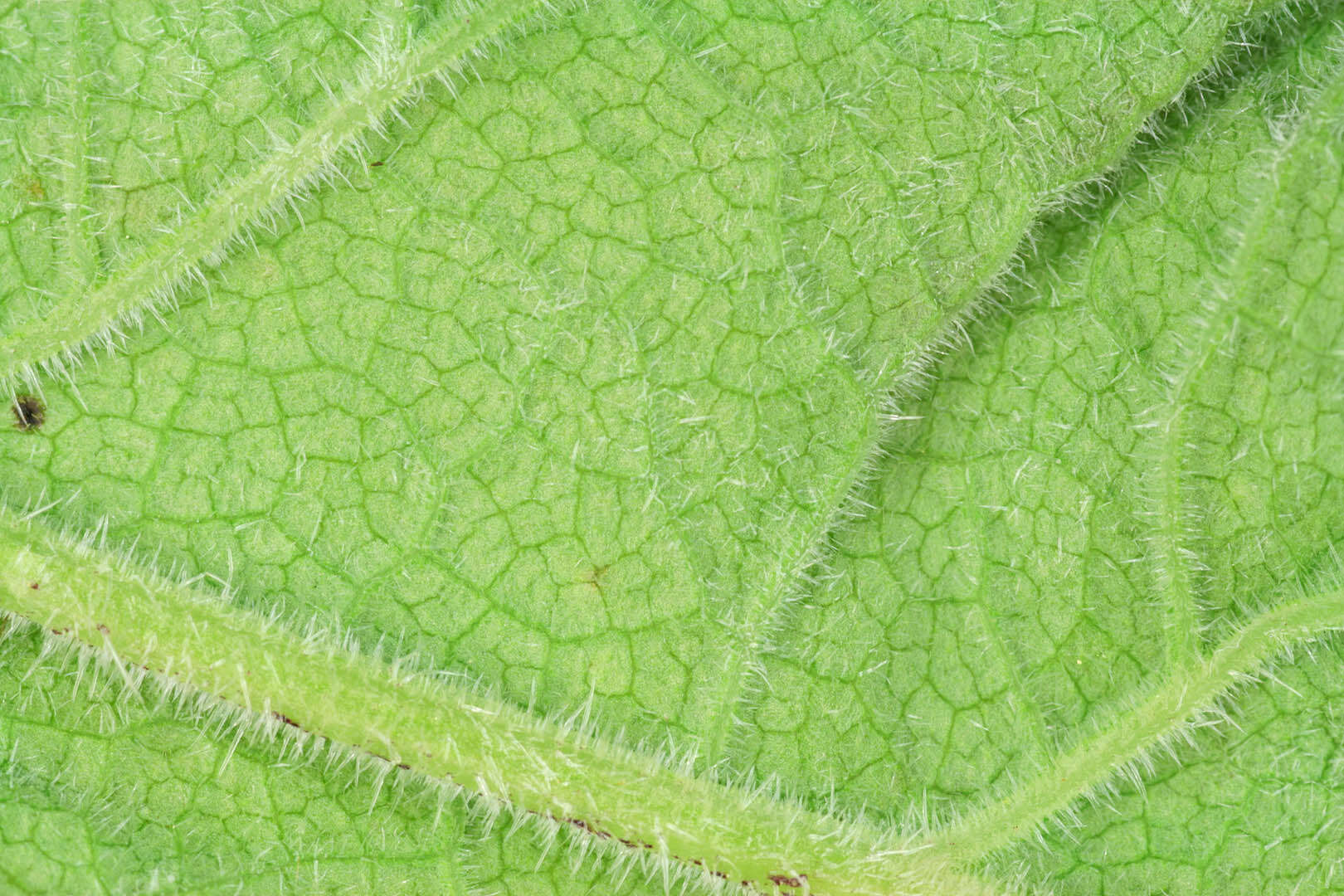 Imagem de Taphridium umbelliferarum (Rostr.) Lagerh. & Juel 1902