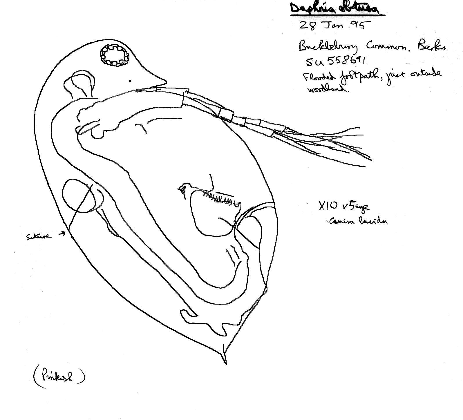 Image of Daphnia (Daphnia) obtusa Kurz 1874