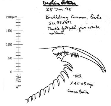 Image of Daphnia (Daphnia) obtusa Kurz 1874