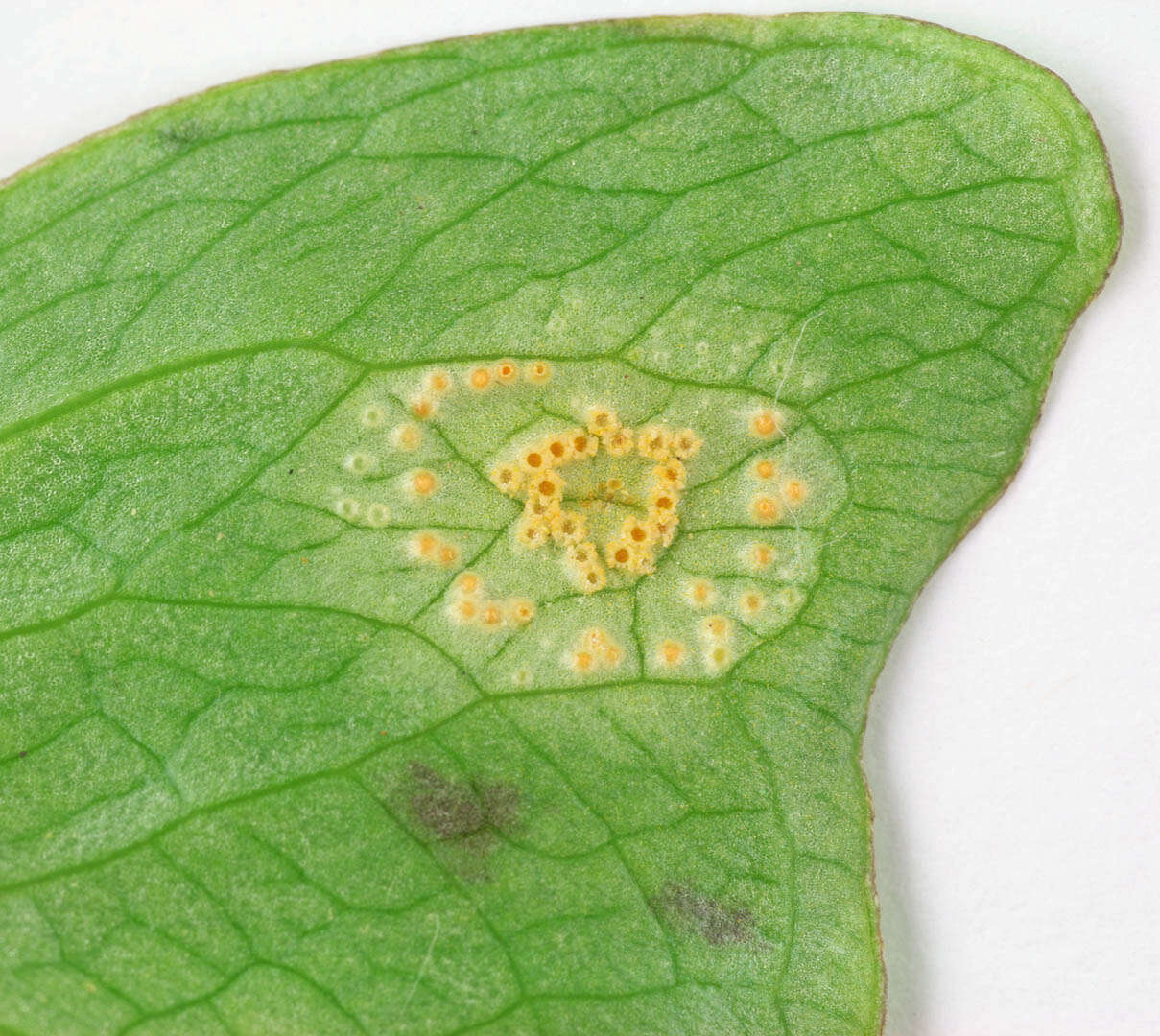 Imagem de Puccinia sessilis J. Schröt. 1870