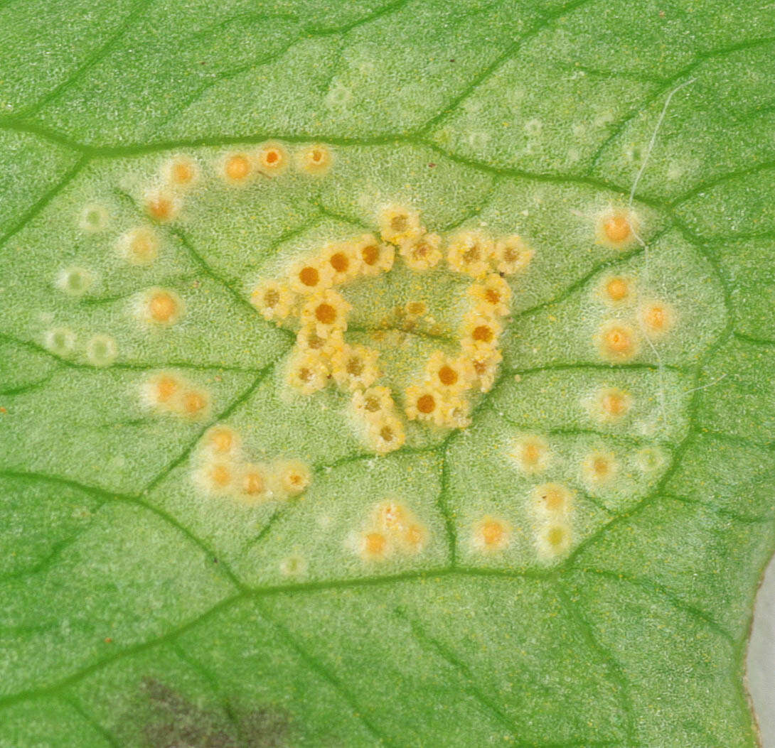 Imagem de Puccinia sessilis J. Schröt. 1870