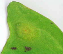 Imagem de Puccinia sessilis J. Schröt. 1870