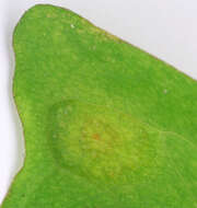 Imagem de Puccinia sessilis J. Schröt. 1870