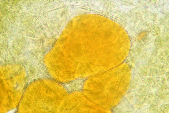 Image de Synchytrium taraxaci de Bary & Woronin 1865