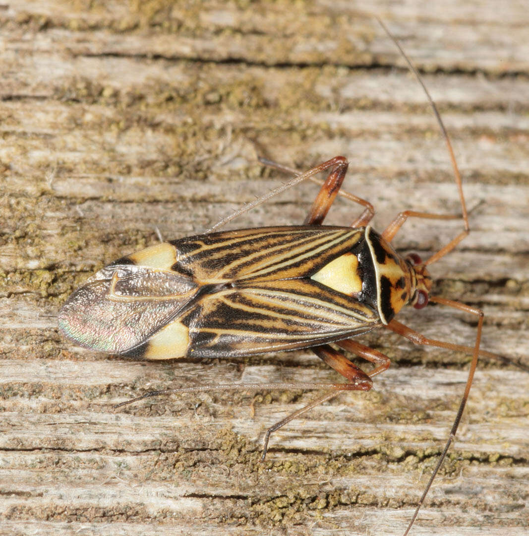 Слика од Rhabdomiris striatellus (Fabricius 1794)