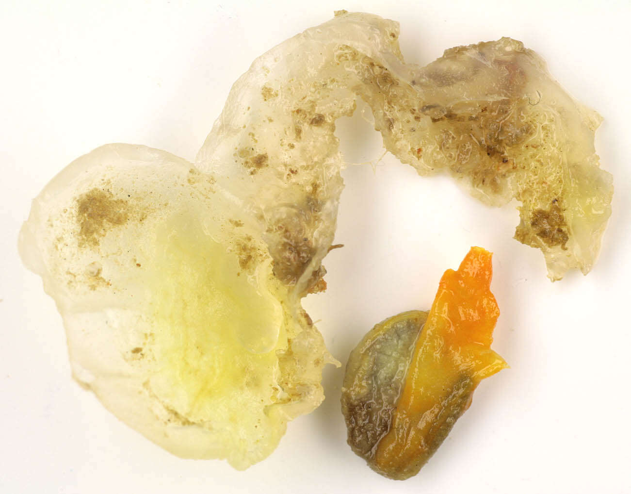 Image of Orange-tipped sea squirt