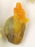 Image of Orange-tipped sea squirt