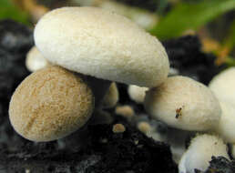 Image of Powdery Piggyback mushroom