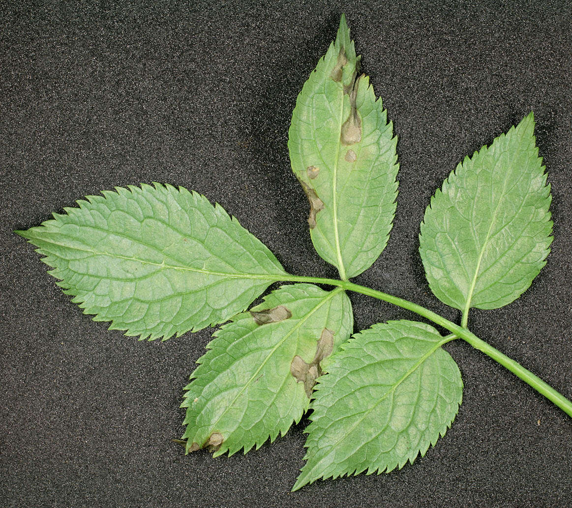 Image of Ramularia sambucina Sacc. 1882