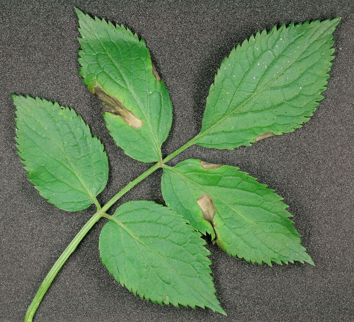 Image of Ramularia sambucina Sacc. 1882