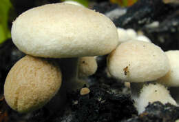 Asterophora lycoperdoides (Bull.) Ditmar 1809 resmi