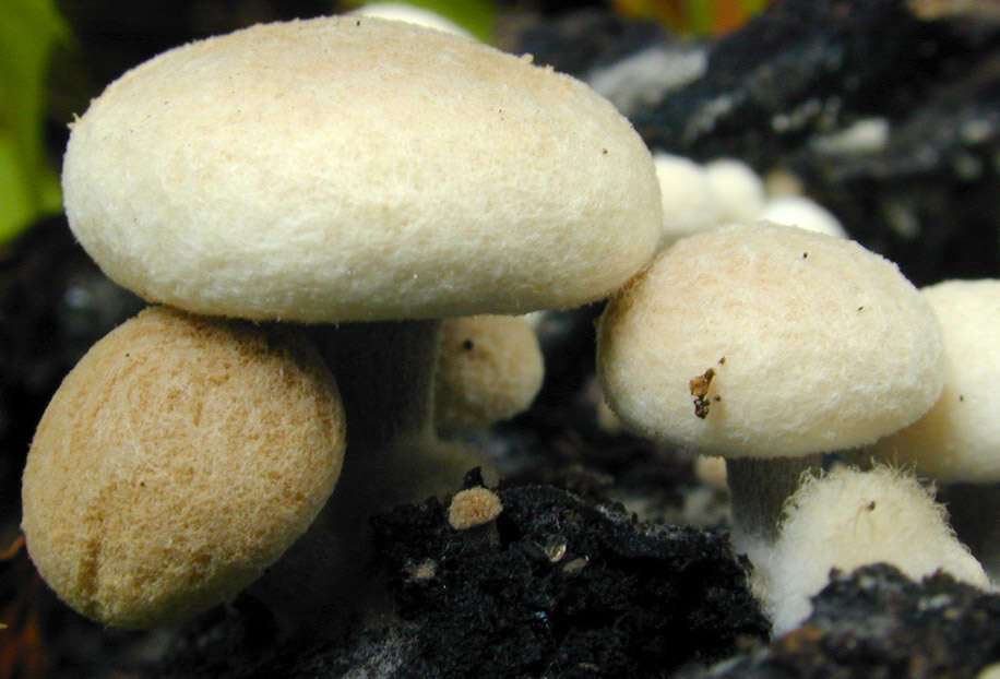 Image of Powdery Piggyback mushroom