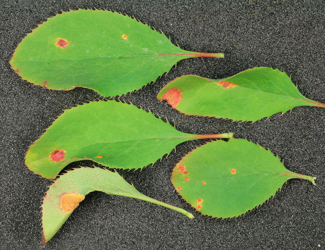 Image of Stem rust