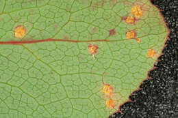 Image of Stem rust