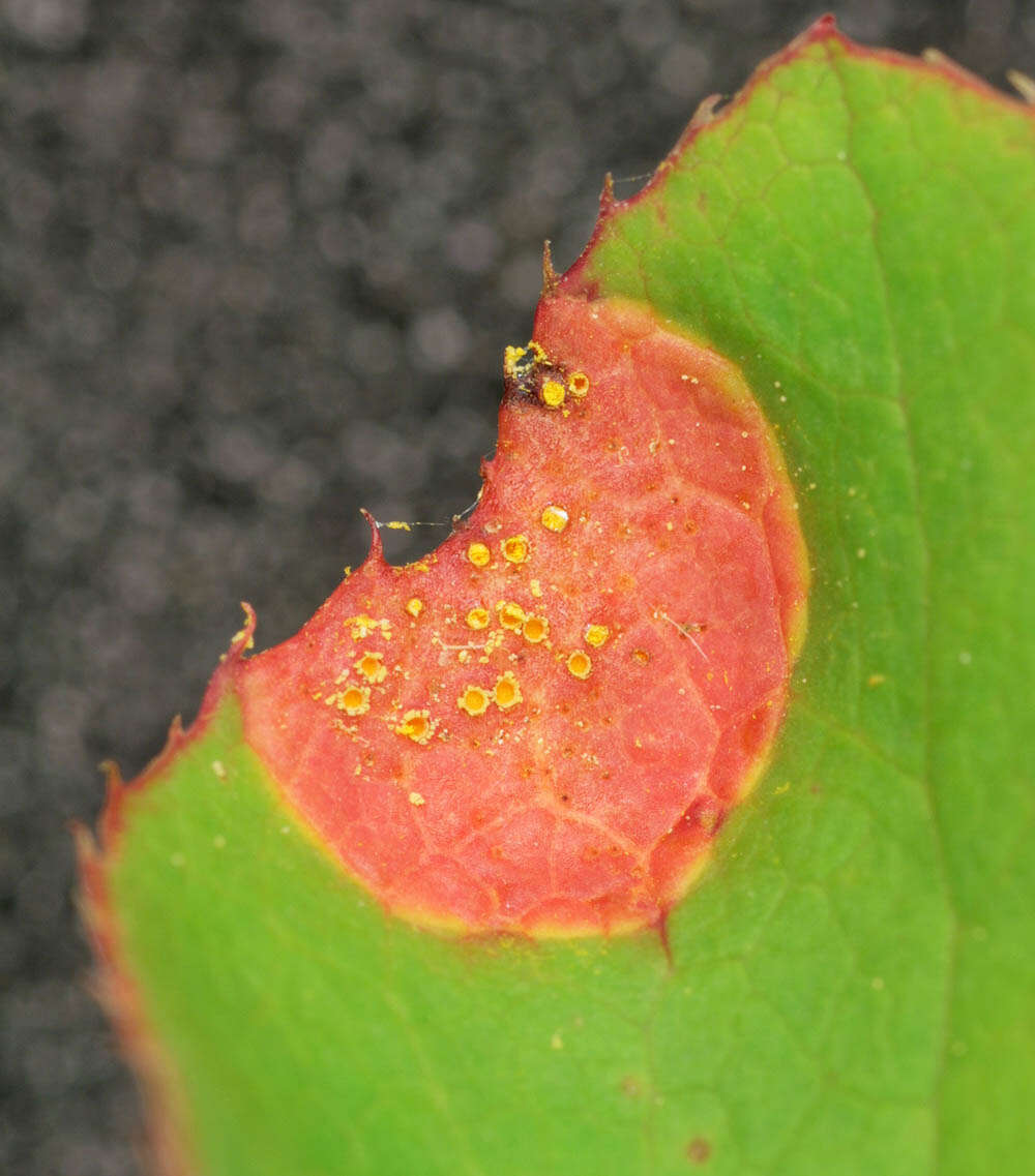 Image of Stem rust