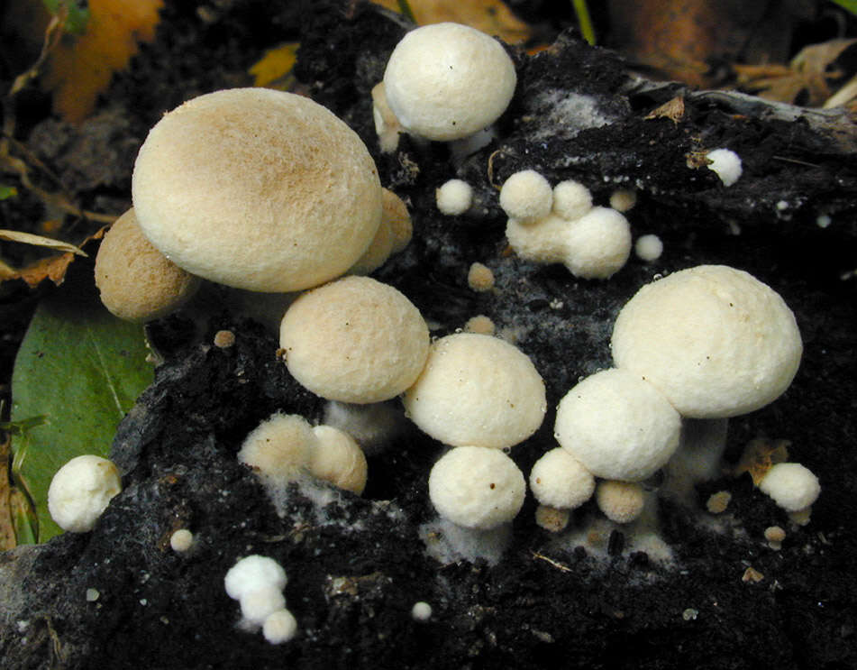 Image of Powdery Piggyback mushroom