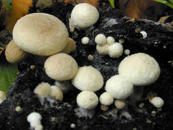 Image of Powdery Piggyback mushroom