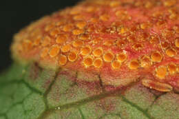 Image of Stem rust