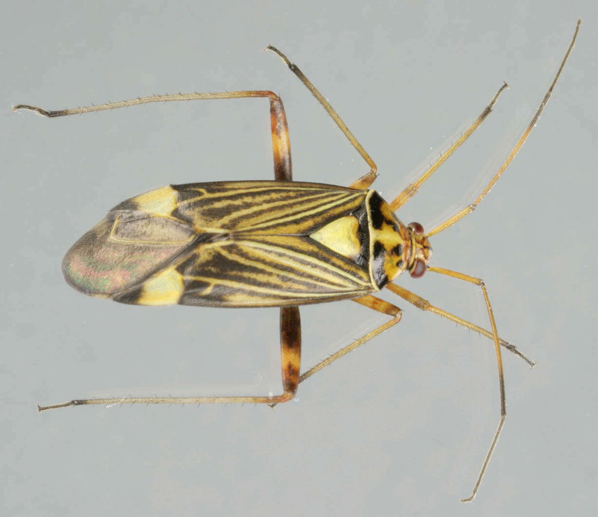 صورة Rhabdomiris striatellus (Fabricius 1794)