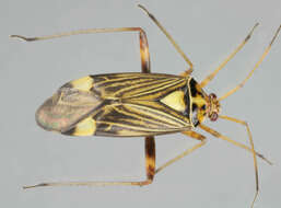 Слика од Rhabdomiris striatellus (Fabricius 1794)