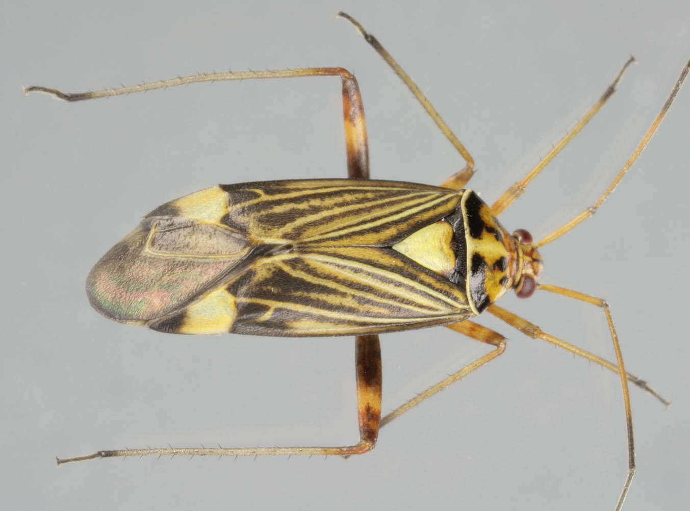 صورة Rhabdomiris striatellus (Fabricius 1794)