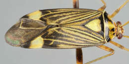 Image of Striped Oak Bug