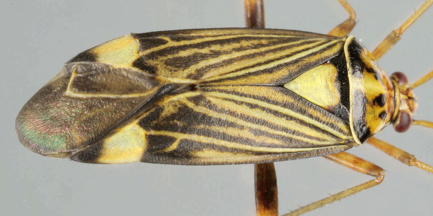 Слика од Rhabdomiris striatellus (Fabricius 1794)