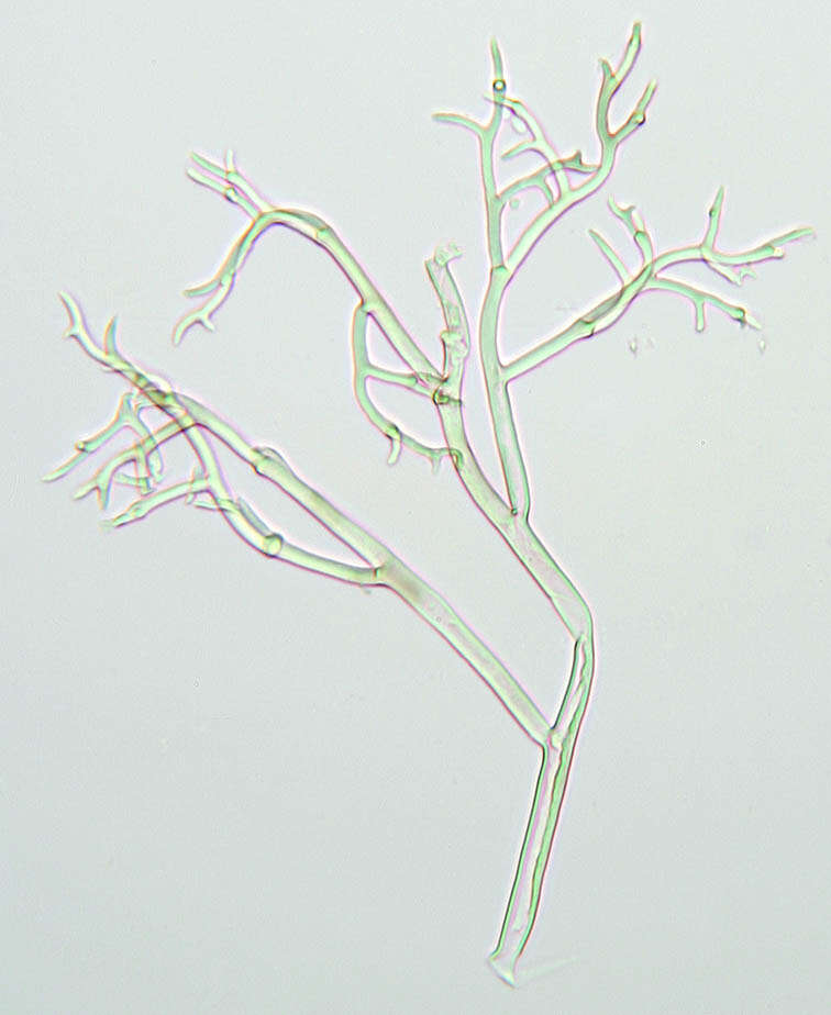 Image of Peronospora verbenae