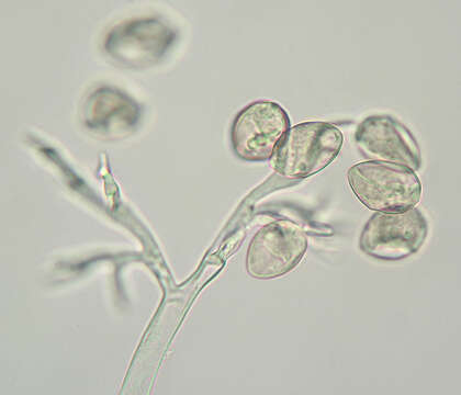 Слика од Peronospora verbenae