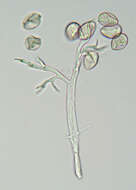 Слика од Peronospora verbenae