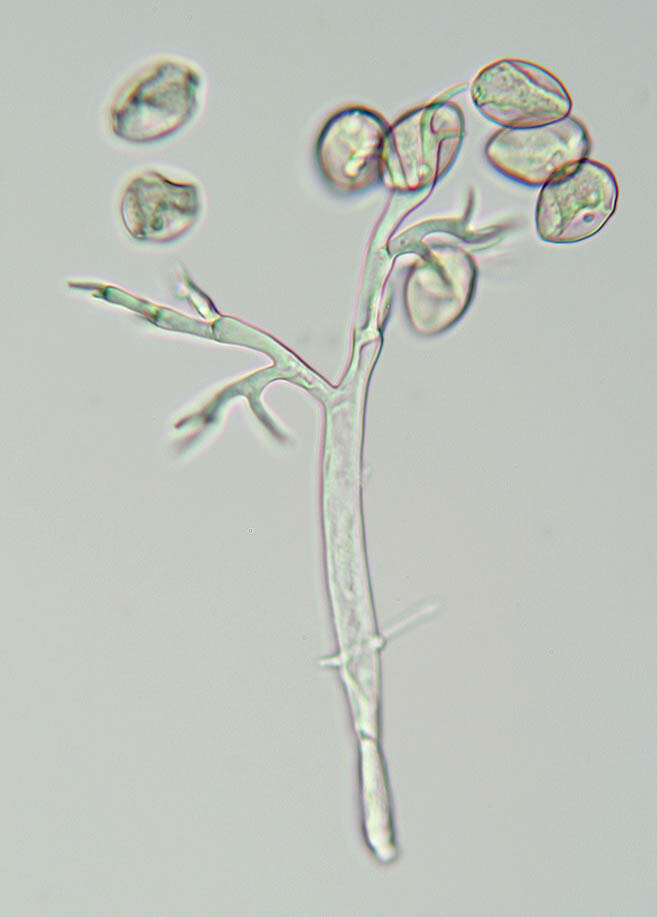 Image of Peronospora verbenae